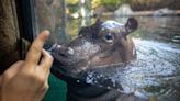 'Already making himself at home': Baby hippo Fritz makes big splash at first public appearance