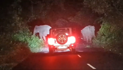 WATCH: Herd Of Elephants Blocks National Highway In West Bengal, Tourists Left Stranded