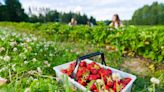 4 of the best places to pick your own strawberries in the North East