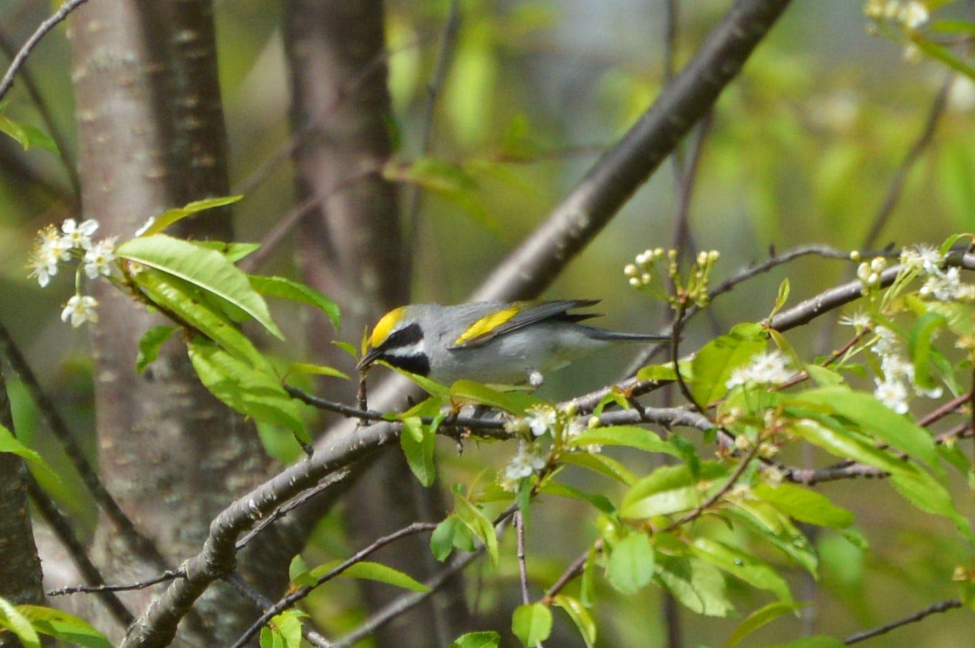 Where are golden-winged warblers? Max Patch a possible haven for imperiled bird species
