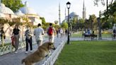 Miles de manifestantes en Estambul contra el proyecto de sacrificar a perros callejeros