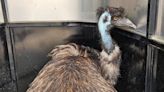 Drivers wrangle loose emu in the middle of Alberta highway