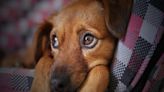 ¿Cuánto tiempo es prudente dejar solas a nuestras mascotas, según la Ley de Bienestar Animal?