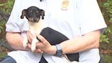 Pet of the Week: Mimi, the Chiweenie