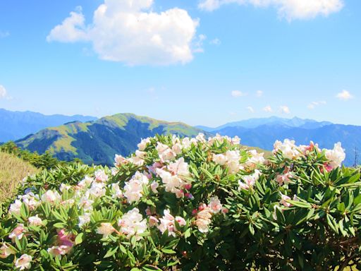 《詩寫台灣》 五月、六月合歡山看杜鵑