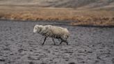 Lagoon dries up as drought grips Peru's southern Andes