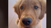 Este Golden Retriever pronuncia "mama" mejor que algunas personas: "Son más inteligentes que nosotros"