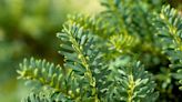 21 Best Types of Evergreen Shrubs to Grow for Year-Round Color