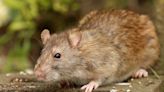 I’m a pest control expert - my £1.25 fence will keep rats away from your garden
