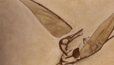 Scientists Can Finally Reveal The Secret of How Pterosaurs Took Flight