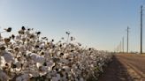 ICE cotton futures fall amid stronger dollar index and cautious trading | Invezz