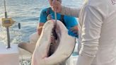 'The Shark Killer' helped reel in huge 500lb beast in 'once in a lifetime catch'
