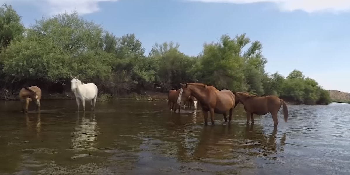 Salt River Wild Horse group urges floaters to be cautious while on the river around the animals