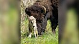 Reported birth of rare white buffalo calf in Yellowstone park fulfills Lakota prophecy