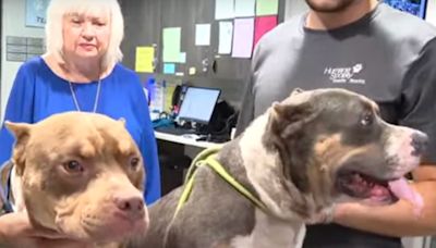 Pro Wrestler Helps Rescue 2 Pit Bulls Dumped Near a Florida Middle School