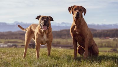 32 types of large-breed dogs