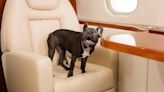 BARK Air Set To Take Its First Flight That Caters to Dogs