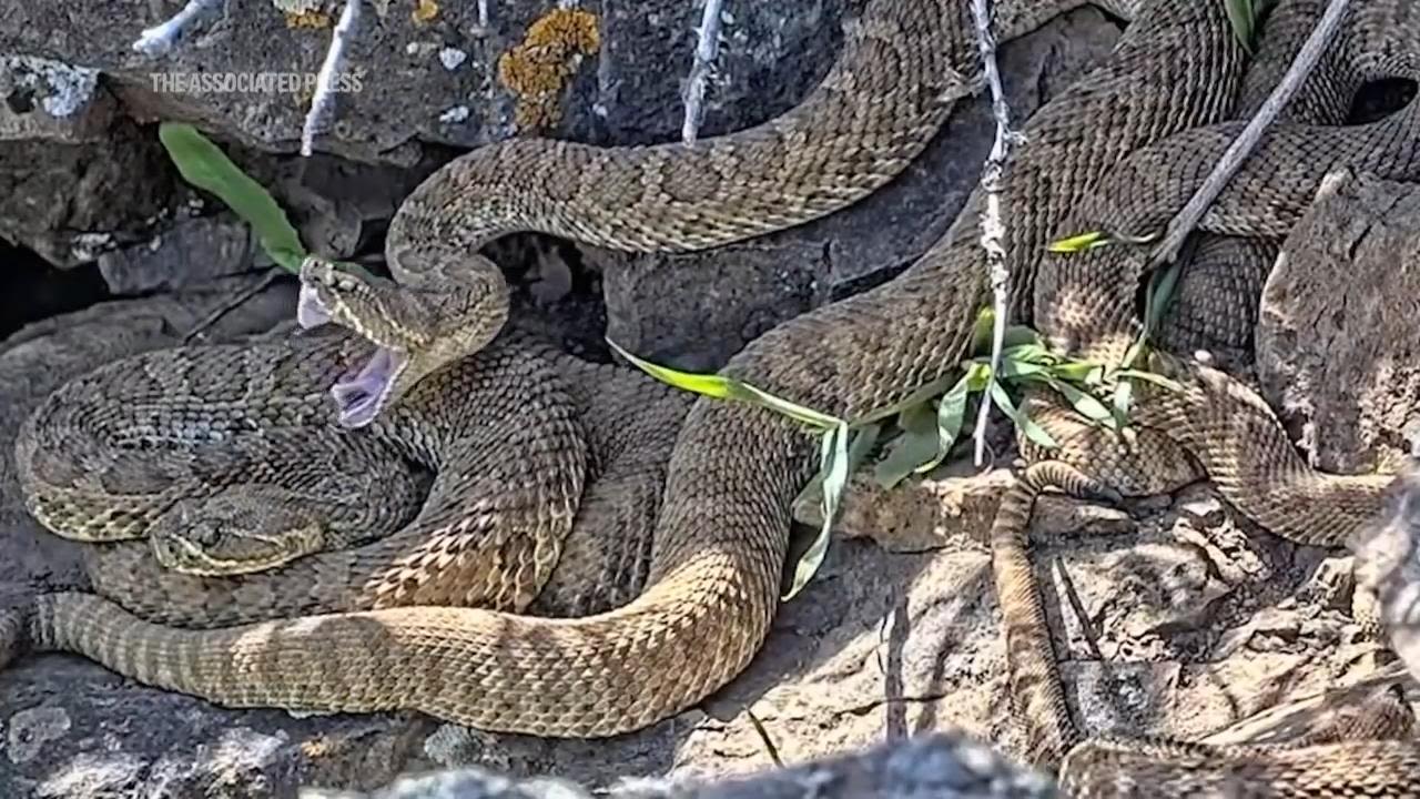 Webcam monitors hundreds of rattlesnakes at a Colorado 'mega den' for citizen science