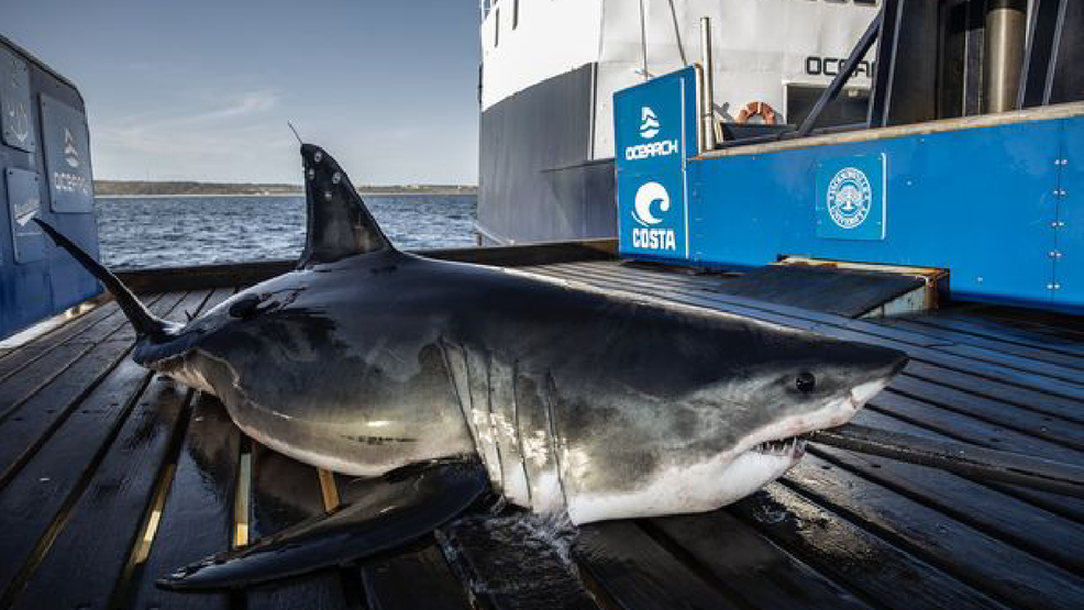 Keji the white shark tracks 14,000 miles, pings near Outer Banks