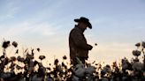Here’s How Regenerative Agriculture Benefits the Cotton Supply Chain