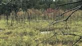 Walking RI: Rare Atlantic white cedars still dot the trails of a Cumberland preserve