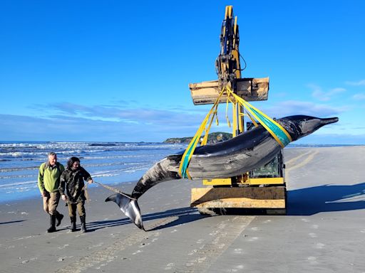 Hallan el cadáver de la que podría ser la ballena más rara del mundo en Nueva Zelanda