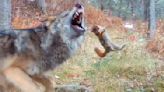 Watch: Wolf pup learns hard way that squirrels will fight back