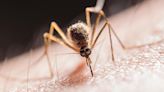 ¿Por qué los mosquitos pican a unas personas más que a otras? La ciencia lo explica