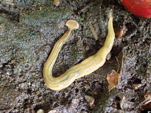 Sightings of invasive, toxic hammerhead flatworm increasing in Ontario