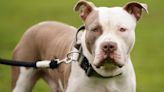 Ban on American XL bully dogs could lead to increased abandonment – charity