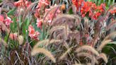 How to overwinter purple fountain grass like a houseplant