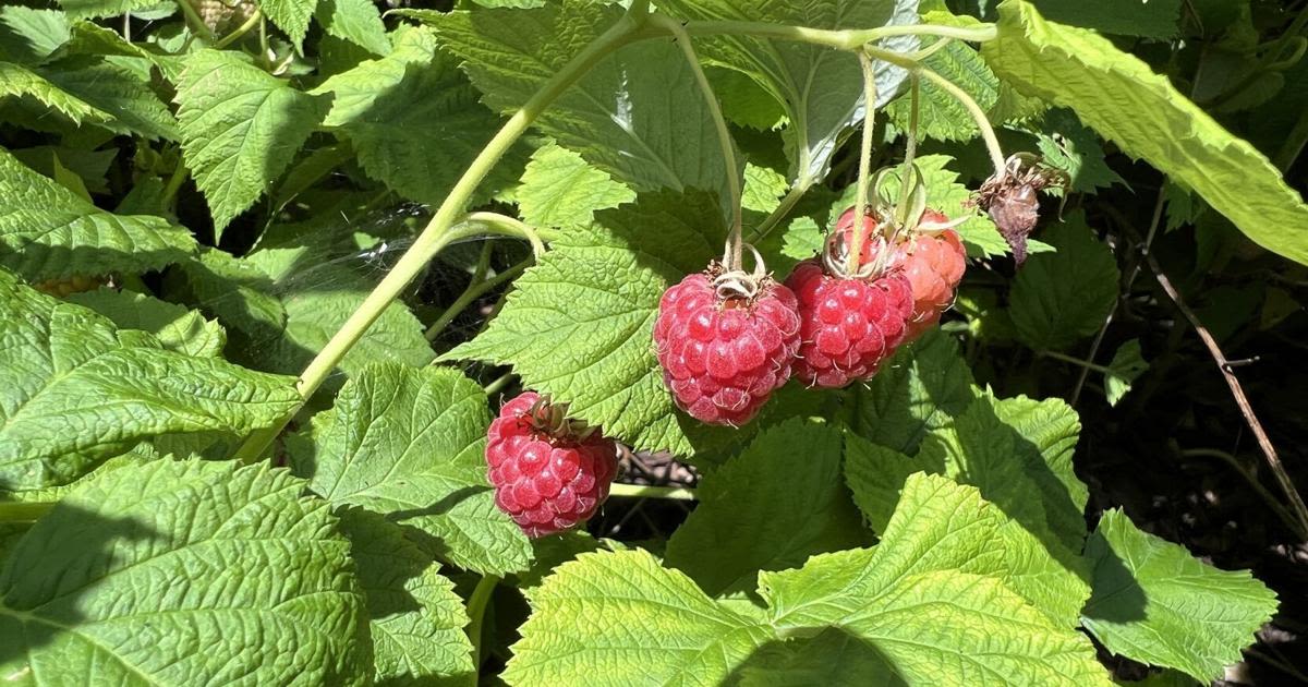 Melinda Myers: Prune raspberries for an abundant harvest