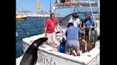 Watch: Crafty sea lion swipes Cabo angler’s prized catch