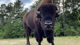 Family learns the hard way what happens when you get too close to Yellowstone bison during the rut