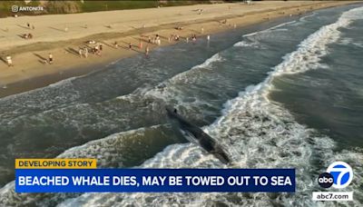 Juvenile whale dies after washing up on Torrance Beach