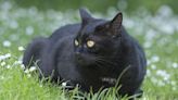 Cat owners warned over 'unlimited fine and jail time' for mistake in summer
