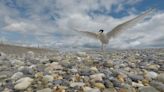 Wicklow artists invited to join unique workshops as Little Tern seabirds return home from Africa