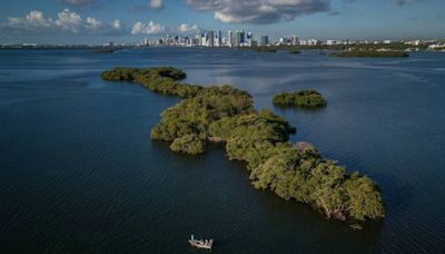 A la venta isla virgen en la Bahía de Biscayne. ¿Será un hogar para aves o para multimillonarios?