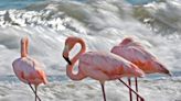 Flamingos were in Port Washington last week. Where are they now?