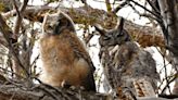 Owlets are leaving their nests - East Idaho News