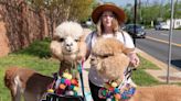 Johnny Depp's lawyers posed for photos with alpacas amid the actor's dramatic trial with Amber Heard