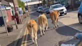 Cow-denbeath chaos as herd halts traffic on Scots town's high street