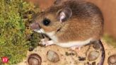 Hantavirus kills four in US: Know all about this rat-borne, incurable disease. Should India be worried? - The Economic Times