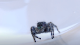 Shy jumping spider cleans eyes in cute video