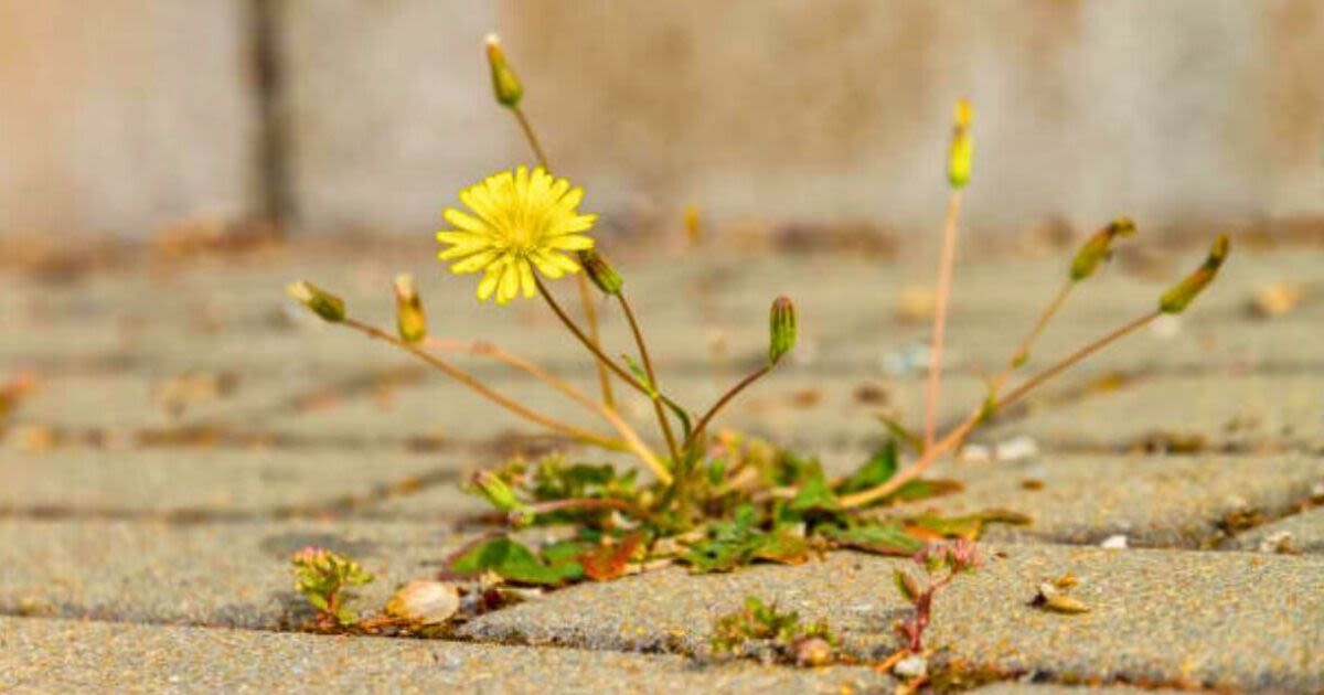 Remove gravel weeds quickly by making a 'super-effective' homemade weed killer