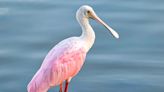 Rare Bright Pink Bird Spotted in Wisconsin for the First Time in 178 Years