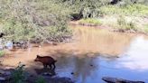 Murió una niña wichi de dos años y la familia denuncia que fue por tomar agua estancada