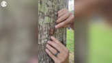 Videos show where cicadas have already emerged in the U.S.