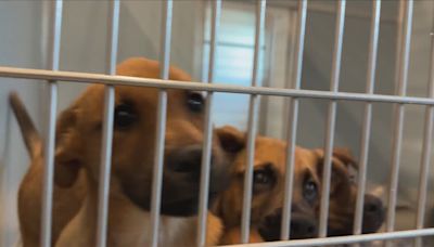 Fresno Co. Animal Shelter has 130 puppies, will stop taking strays