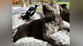 A dog and a bird formed an unlikely friendship. Their separation has infuriated followers - Boston News, Weather, Sports | WHDH 7News